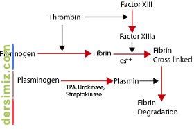 fibrinojen nedir